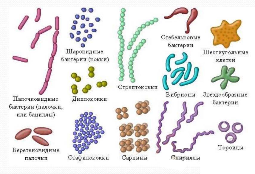 Особенности кольцевой молекулы днк прокариотической клетки