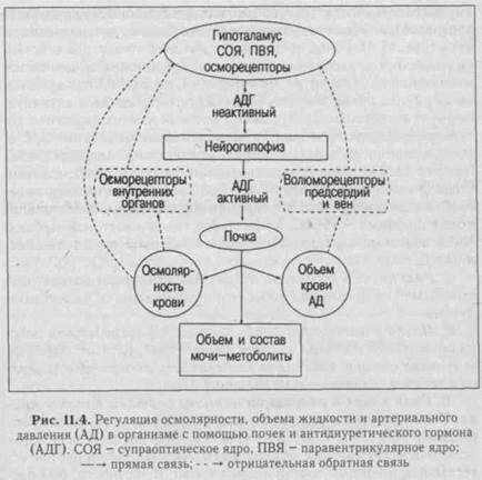 Кровяное давление — википедия. что такое кровяное давление