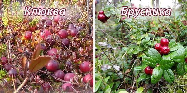 Как заварить бруснику от кашля