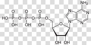 Аденозинтрифосфат - adenosine triphosphate - qwe.wiki