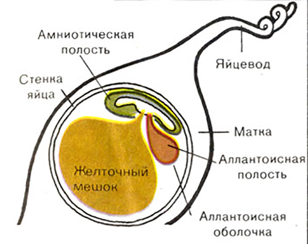 Признаки беременности на ранних сроках