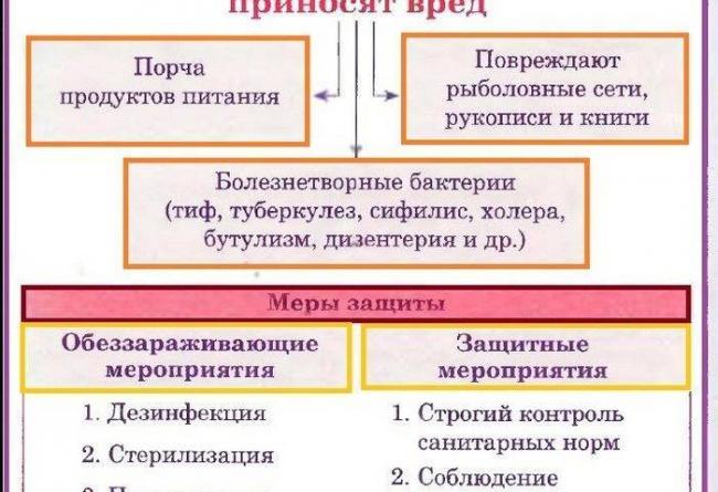 Эукариоты., калькулятор онлайн, конвертер