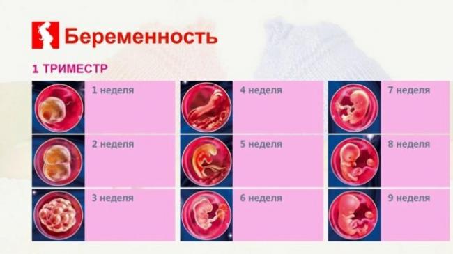 Скрининг первого триместра: расшифровка