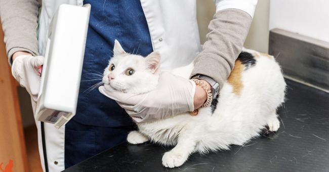 Глаукома у кота