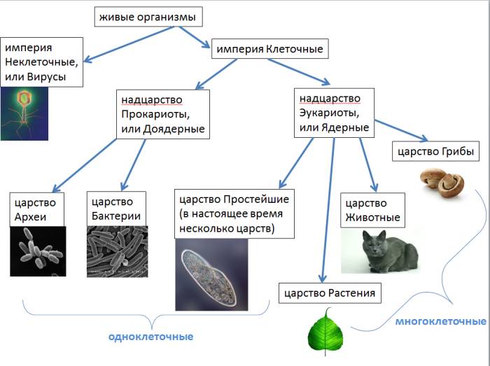 Эукариоты