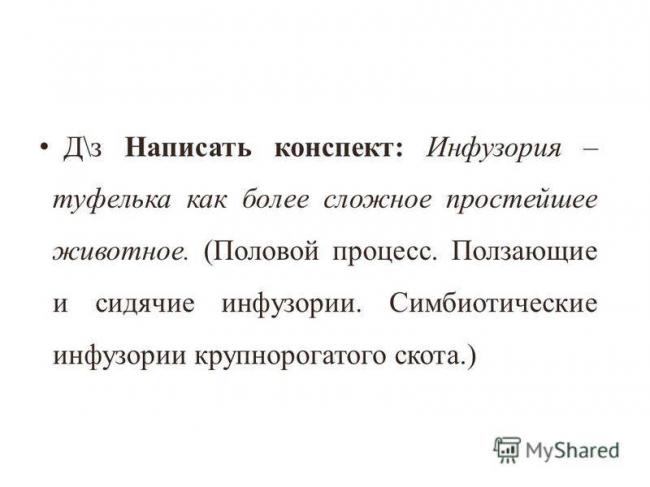 Эвглена зеленая – то ли животное, то ли растение