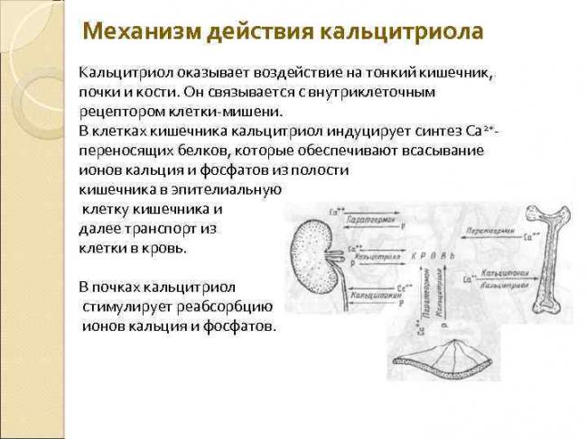 Роль кальция в организме человека. источники, нормы, особенности