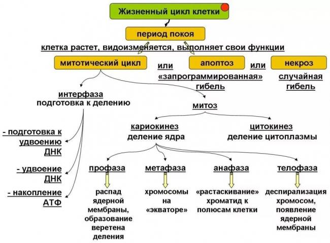 Деление клетки бактерии надвое способ размножения