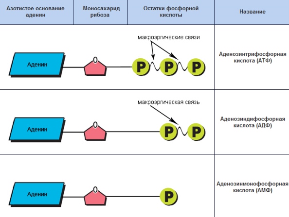 Тест по теме энергетический обмен