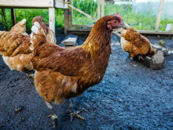Глубокая подстилка для свиней: зачем нужна и как использовать?