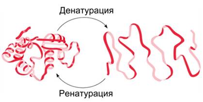 Белки