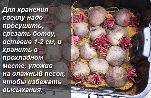 Разгрузочный день на свекле