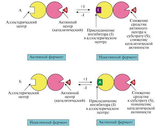 Для чего нужны ферменты бактериям, их польза и вред для человека