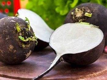 Черная редька с медом от кашля — рецепт приготовления, дозировка и противопоказания