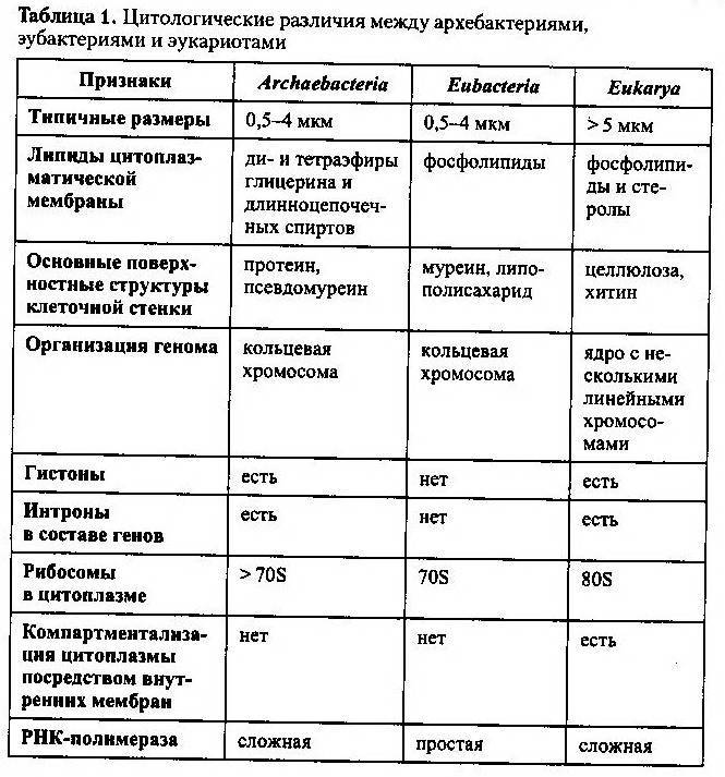Прокариоты и эукариоты — что это такое | ktonanovenkogo.ru