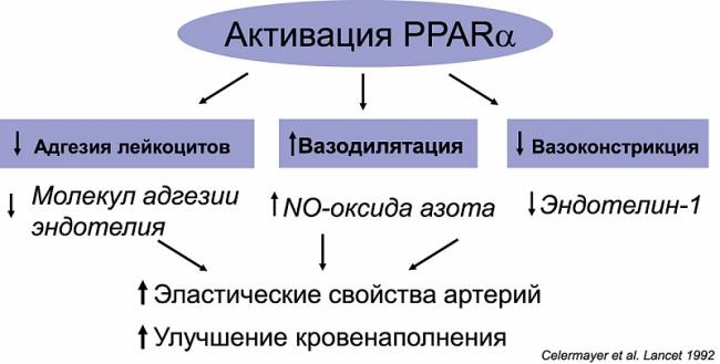 Препарат тразикор: применение и ограничения