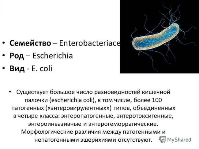 Escherichia coli и как бороться с ней - запись пользователя инна (id2678437) в сообществе эко - мама в категории анализы и процедуры. помощь в расшифровке результатов - babyblog.ru