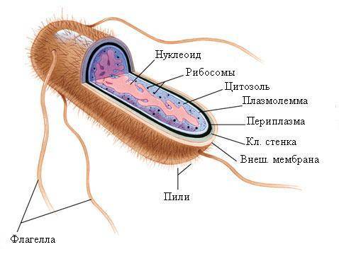 Escherichia coli (e. coli)