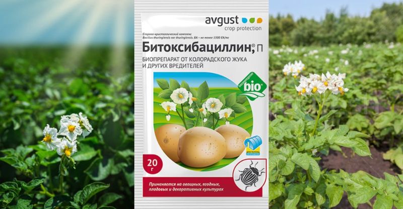 Битоксибациллин: применение для растений от различных вредителей и отзывы дачников