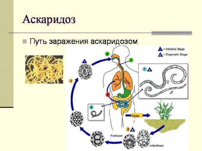 Вермокс инструкция по применению