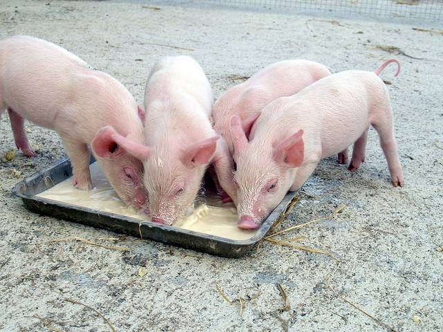Альбен описание, характеристика и инструкция по применению препарата для кошек