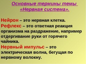 Нервная система обеспечивает согласованную работу всех органов и систем организма осуществляет ориентацию организма во внешней среде и приспособительные. - презентация