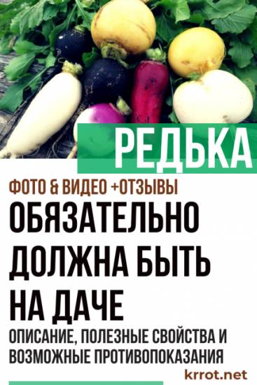 Редька от кашля: полезные свойства, виды, рецепты с медом и не только