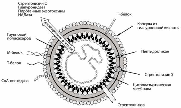 Кишечная палочка и другие бактерии данной группы как жители планеты «человек»