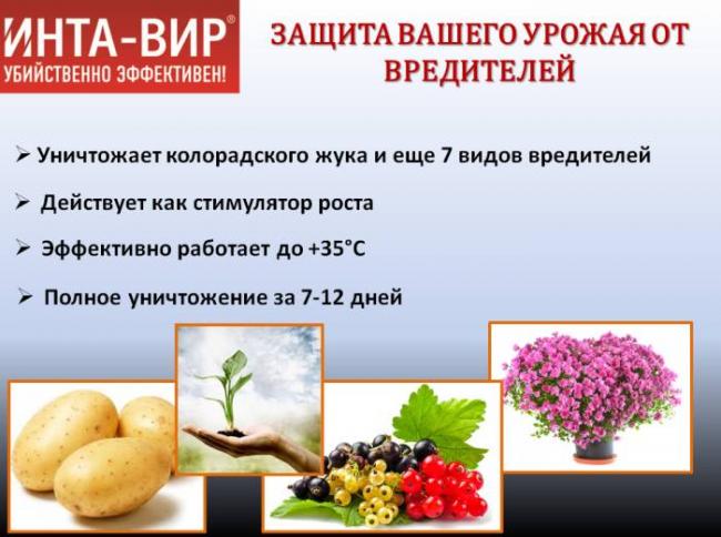 Средство инта-вир от клопов и других насекомых