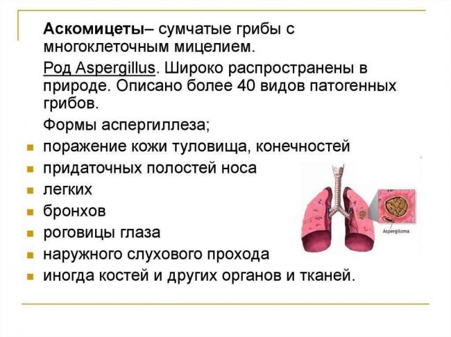 Разнообразие патогенных грибов: можем ли мы защититься от невидимого врага