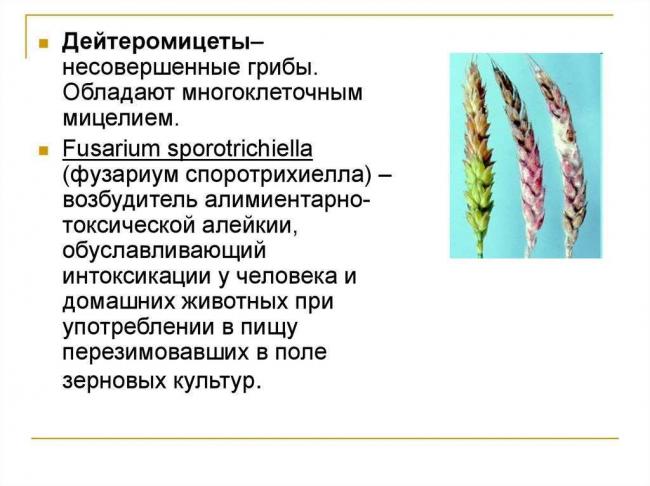 Классификация мицелиальных грибов. характеристика некоторых представителей - грибы - микробиология учебное пособие - красникова л. в. - троицкий мост 2012