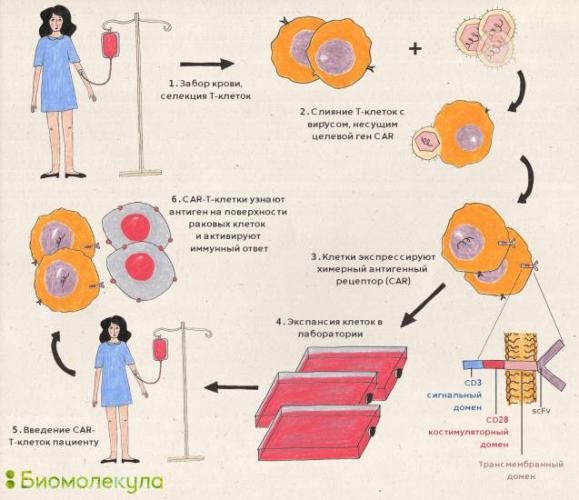 Коронавирусная инфекция: заражение, формы, течение, терапия