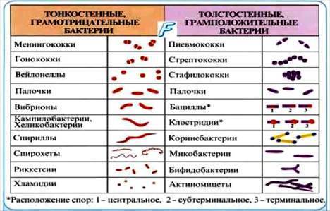 Строение бактерий