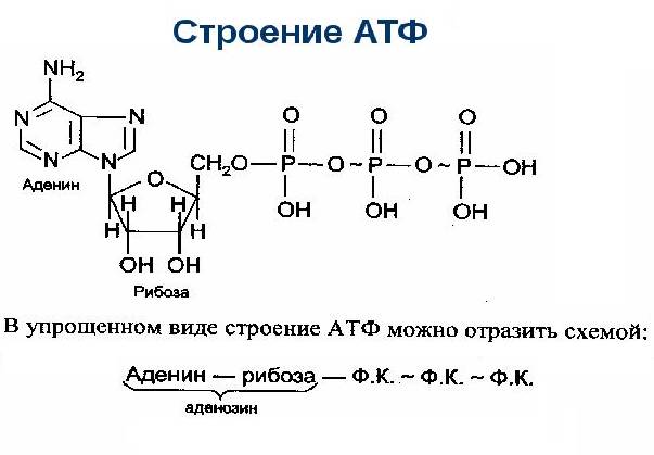 Аденозиндифосфат