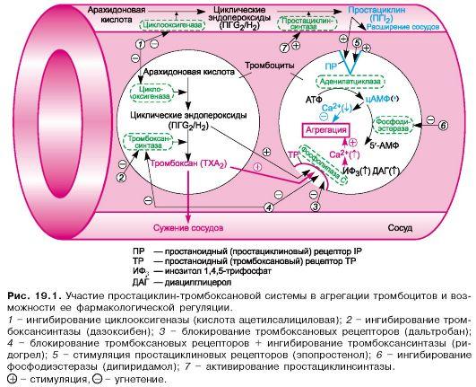 Основная функция тромбоцитов
