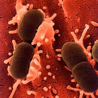 Эшерихия, эшерихиоз (escherichia coli) - возбудитель и его патогенность, лечение