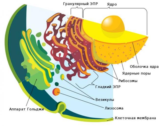 Клетка