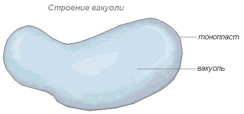 Строение клеток прокариот и эукариот