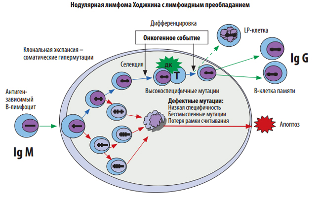 Понятие. этиология. патогенез.