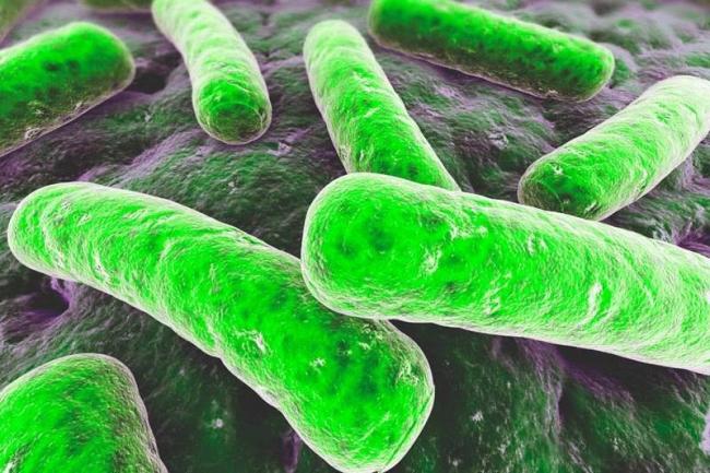 Бициллин-5 Bicillin-5 инструкция по применению