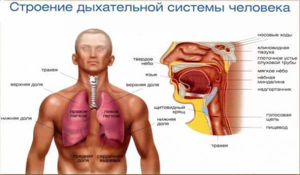 Лечение бронхита. что делать при остром и хроническом течении заболевания и как отличить бронхит от пневмонии