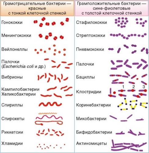 Общая характеристика бактерий как основа микробиологии