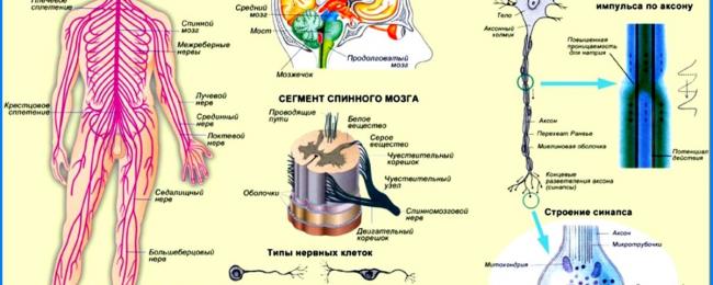 Нервная система - что это такое? какие функции у нервной системы?