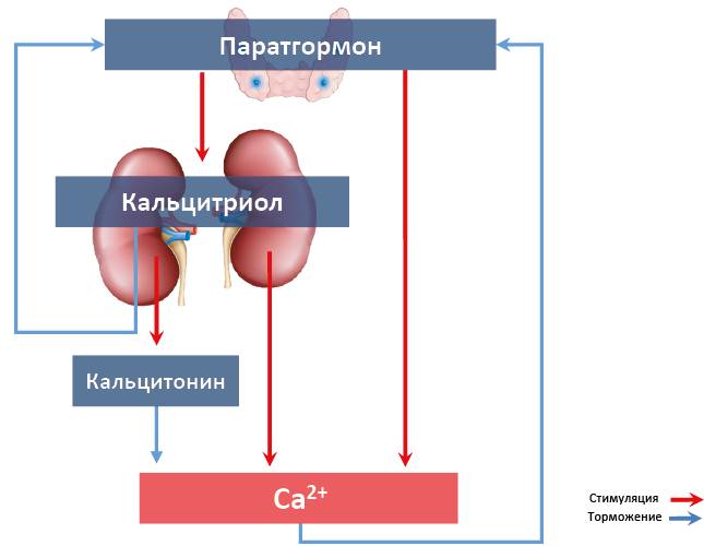 Какие у холестерина производные?