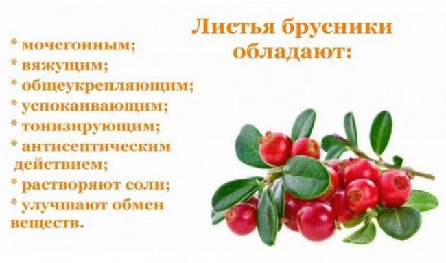 Клюква при лечении кашля: рецепты, приготовление