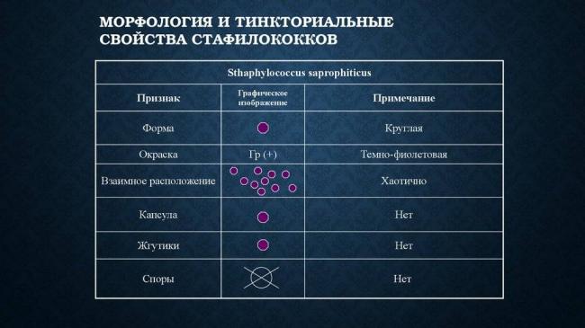 Тинкториальные свойства бактерий и их использование при микроскопировании