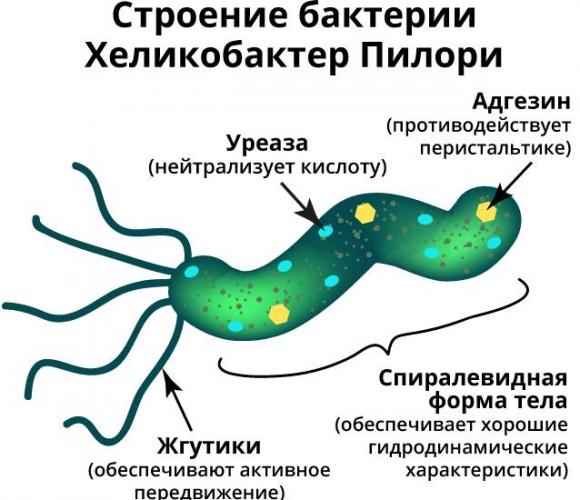 Лечение хеликобактер пилори: подробная схема лечения