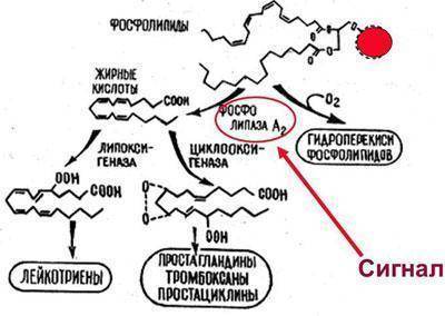 Классификация бронхиальной астмы