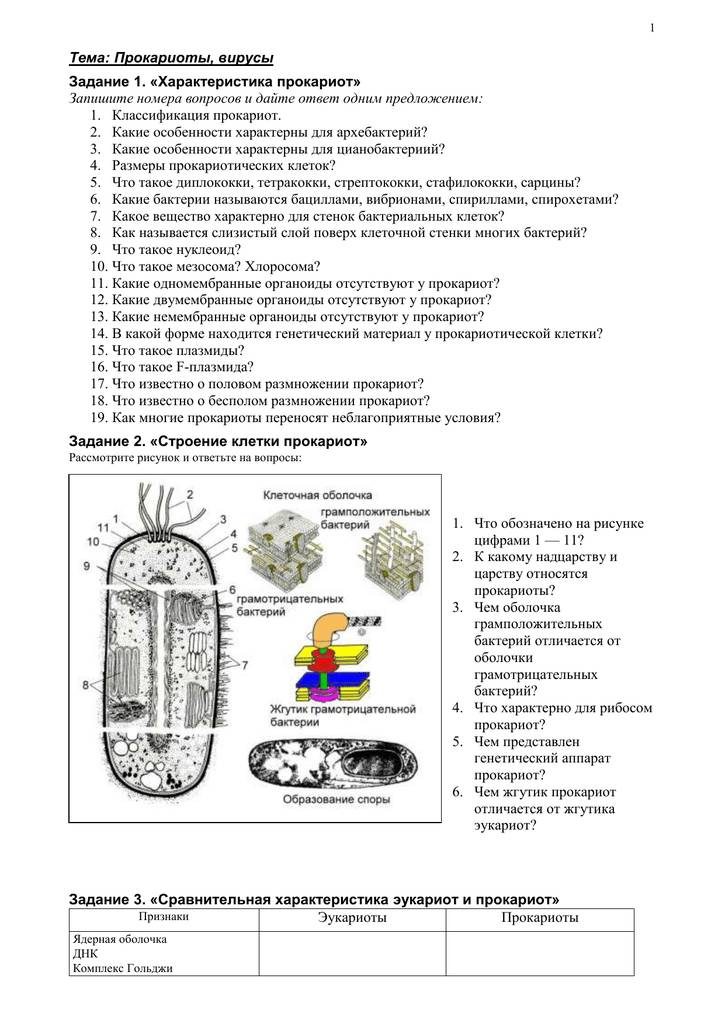 Эукариоты.