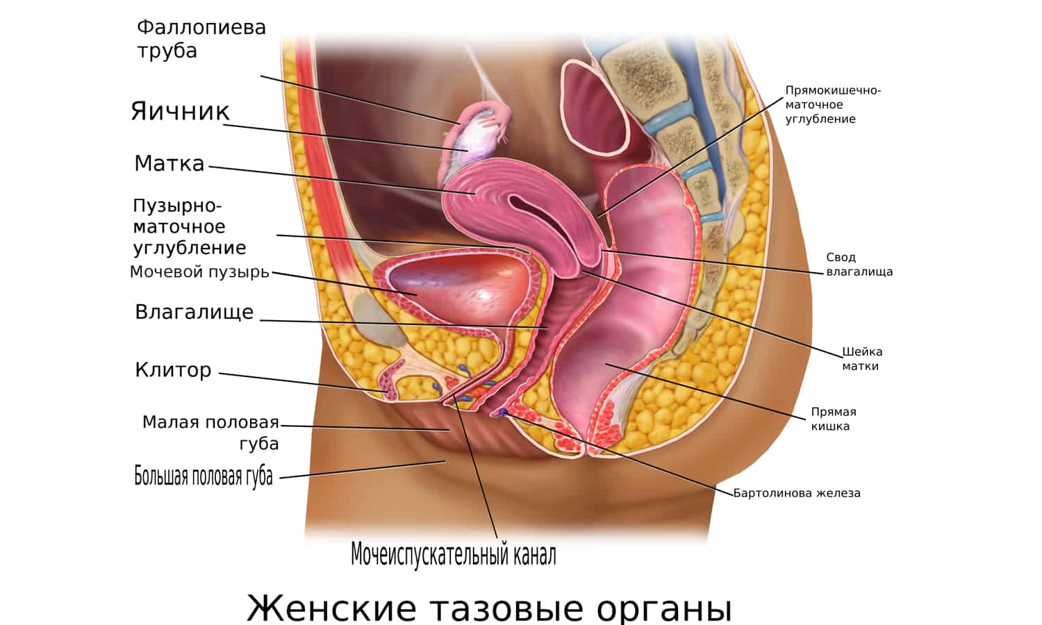 Бруснивер мочегонное